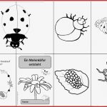Ideenreise Faltheft "ein Marienkäfer Entsteht"