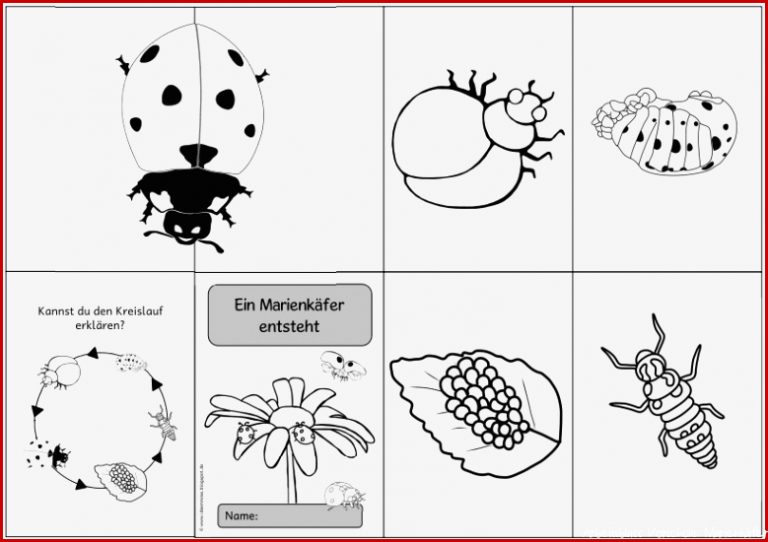 Ideenreise Faltheft "ein Marienkäfer Entsteht"