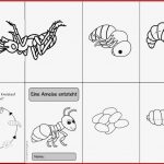 Ideenreise Faltheft "eine Ameise Entsteht"