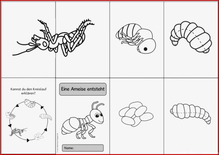 Ideenreise Faltheft "eine Ameise Entsteht"