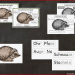 Igel Körperteile Arbeitsblatt Carl Winslow Grundschule