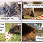 Igel Lesekartei • Materialien Grundschule Wiki