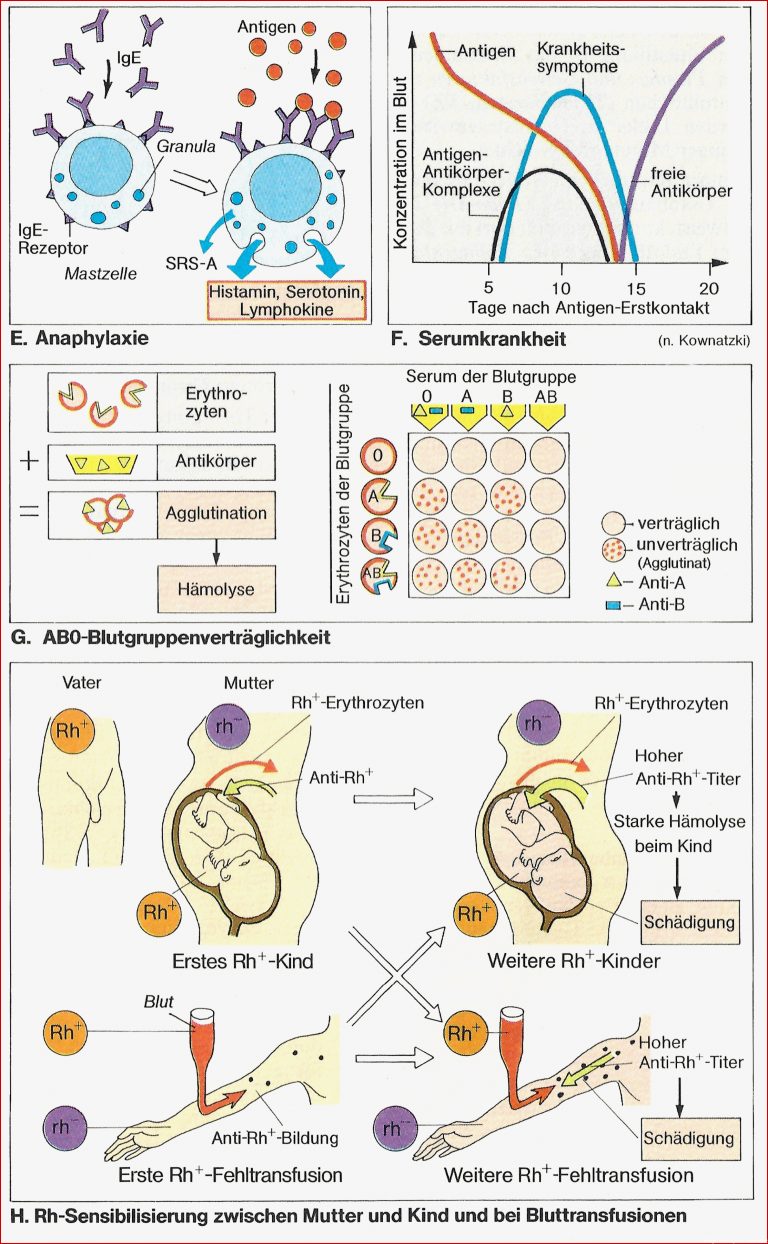 Immunabwehr des Menschen – Neubecks Seiten