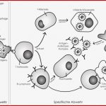 Immunbiologie Verständlich Erklärt Studyhelp Line Lernen