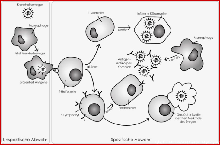 Immunbiologie verständlich erklärt StudyHelp line Lernen