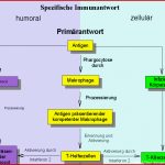 Immunreaktion Schematische Darstellung