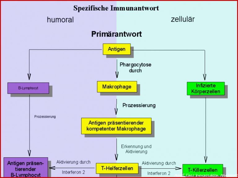 Immunreaktion Schematische Darstellung