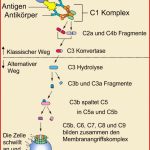 Immunsystem – Aufbau Bestandteile Und Funktion