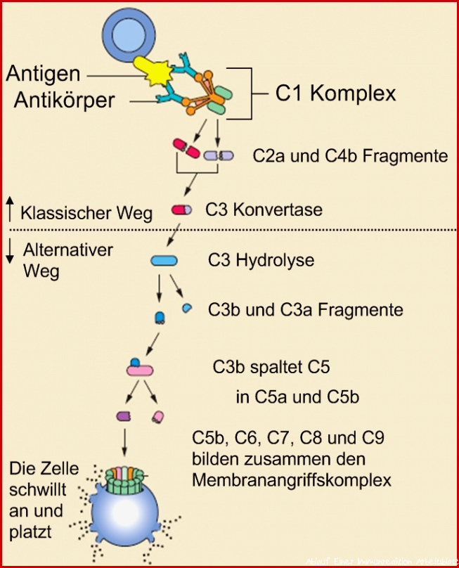 Immunsystem – Aufbau Bestandteile und Funktion