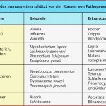 Immunsystem Schematische Darstellung