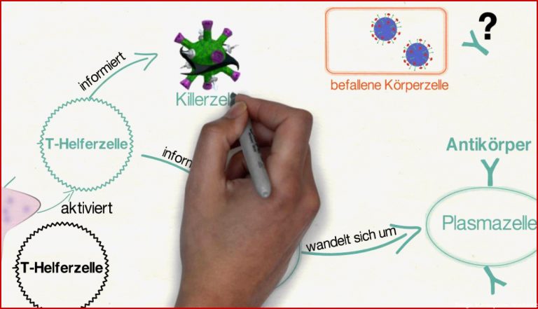 Immunsystem Schematische Darstellung