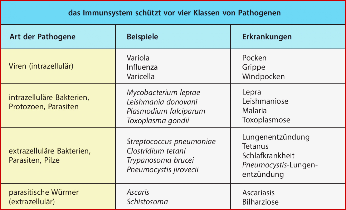 Immunsystem Schematische Darstellung