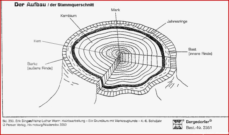 Index Of Natur Baum Baumentwicklung Allgemein D