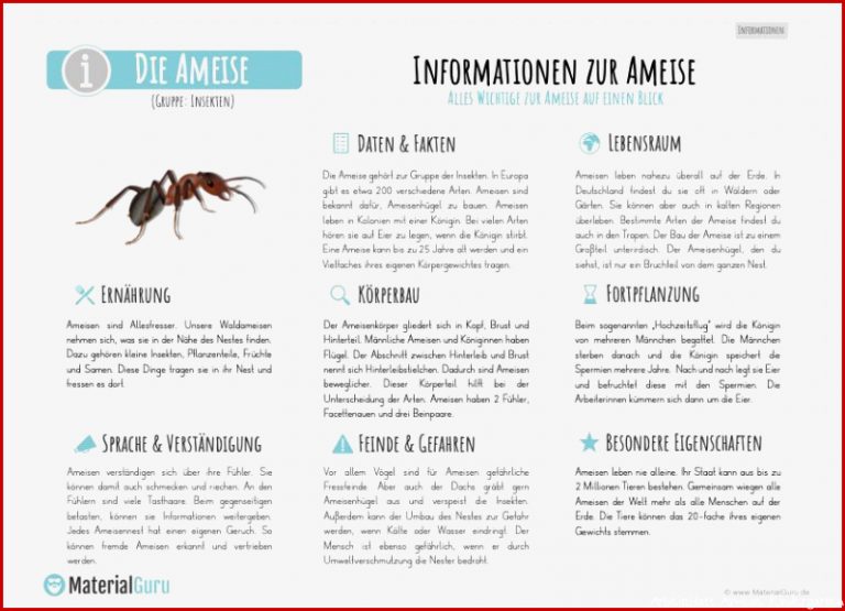 Infotext Ameisen