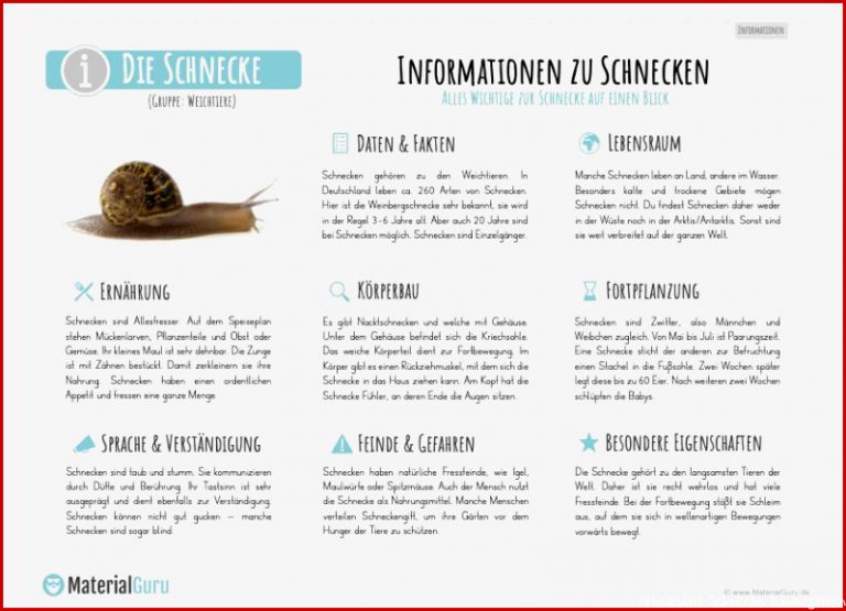 Infotext über Schnecken