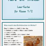 Infotexte Waldtiere Grundschule April Rarter Schule