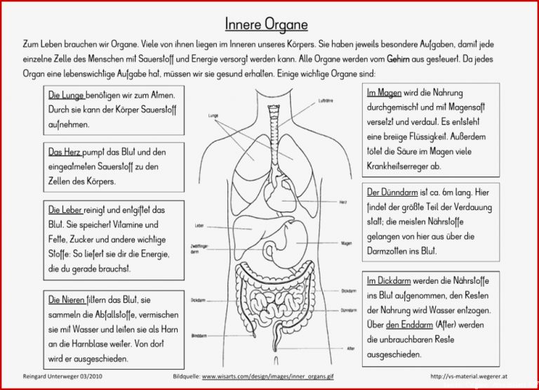 Innere organe