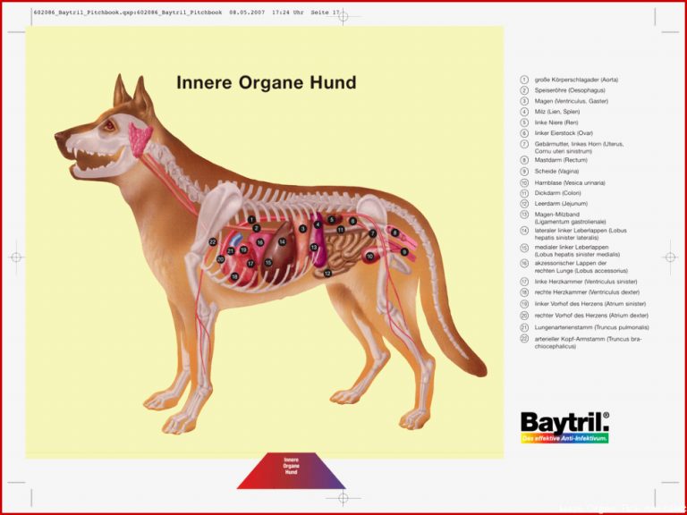 Innere organe Arbeitsblatt