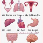 Innere organe Deutsch Wortschatz Grammatik Alemán German