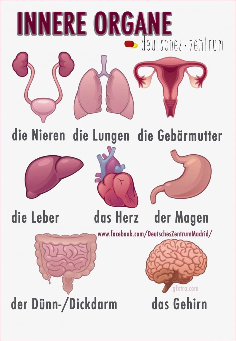 Innere Organe Deutsch Wortschatz Grammatik Alemán German