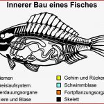 Innerer Bau Eines Fisches Arbeitsblatt