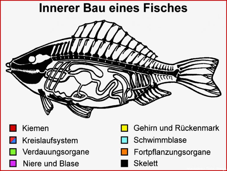 Innerer Bau eines Fisches Arbeitsblatt