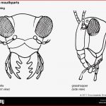 Insect Mouthparts Beetle and Grasshopper Stock