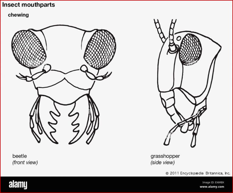 Insect mouthparts beetle and grasshopper Stock