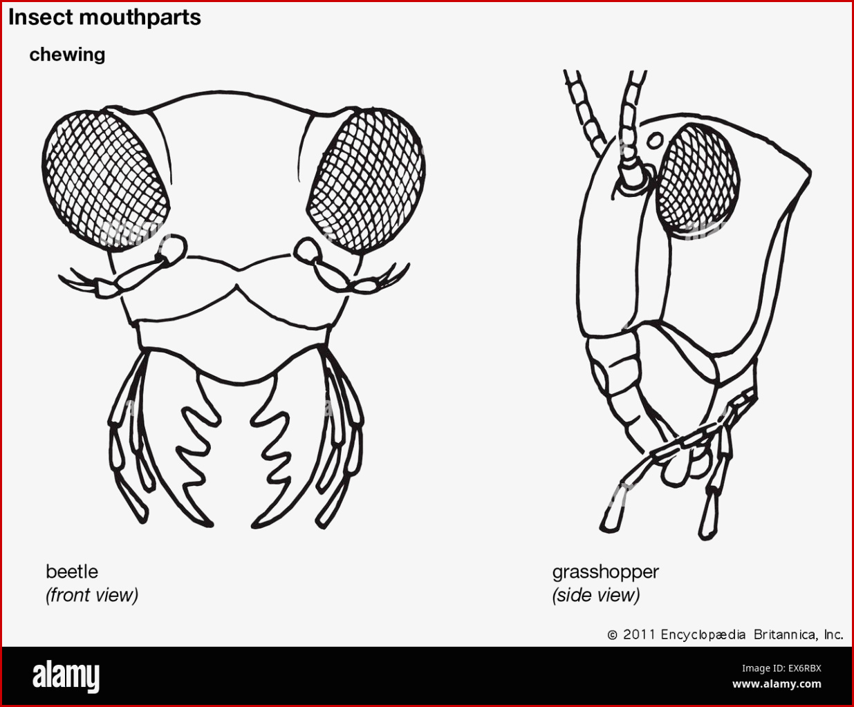 Insect Mouthparts Beetle and Grasshopper Stock