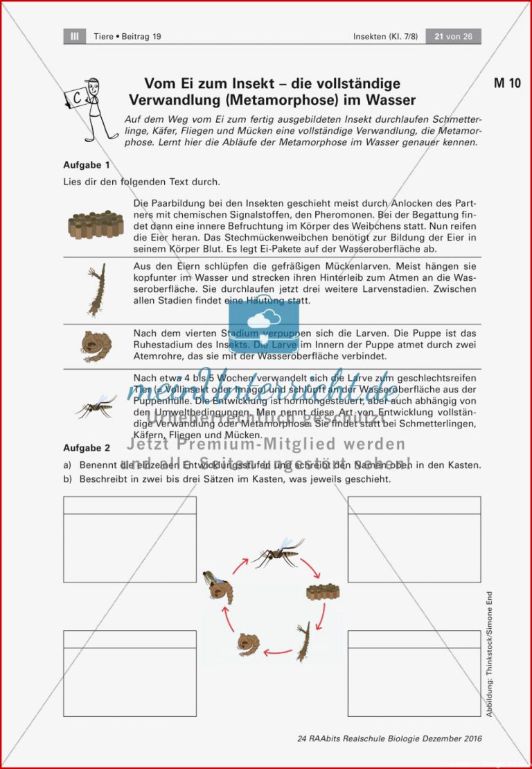 Insekten Entwicklung Meinunterricht