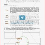 Insekten Entwicklung Meinunterricht