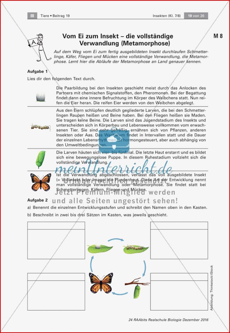 Insekten Entwicklung meinUnterricht