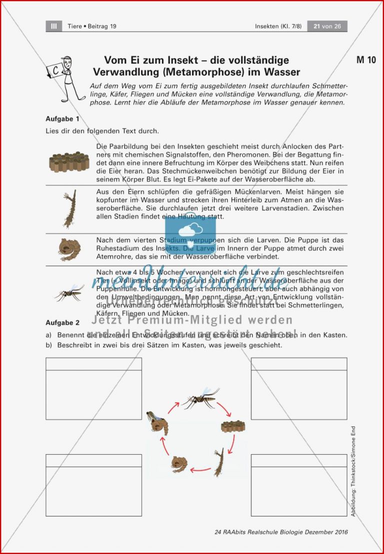 Insekten Entwicklung Meinunterricht