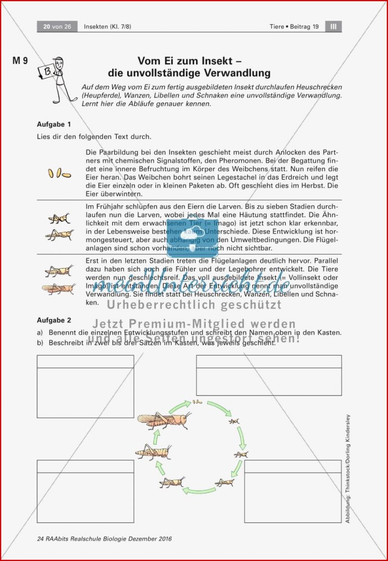 Insekten Entwicklung Meinunterricht