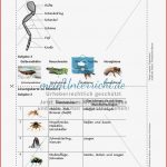 Insekten Körperbau Sinnesorgane Flugtechnik atmung