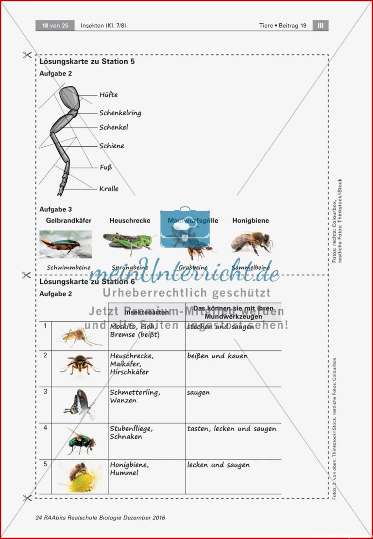 Insekten Körperbau Sinnesorgane Flugtechnik atmung