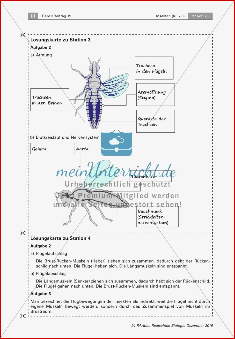 Insekten Körperbau Sinnesorgane Flugtechnik atmung