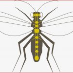 Insekten Online Lernen