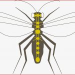 Insekten Online Lernen