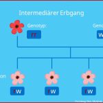 IntermediÃ¤rer Erbgang â¢ Definition Und Beispiel Â· [mit Video]