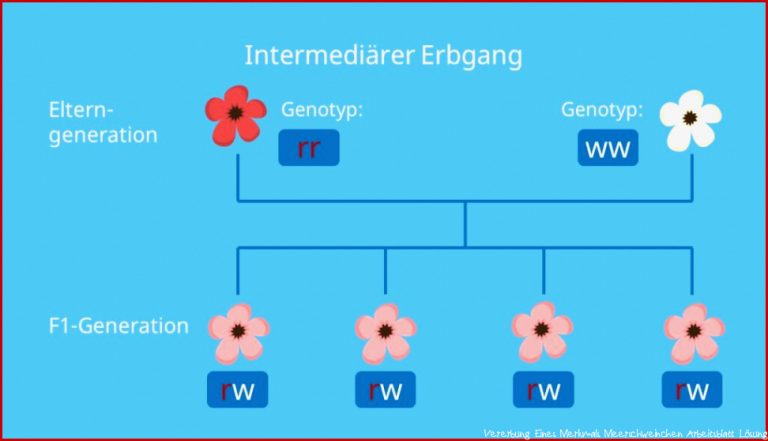 IntermediÃ¤rer Erbgang â¢ Definition Und Beispiel Â· [mit Video]