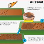 Junge Landschaft Vermehrung Wie Geht Das