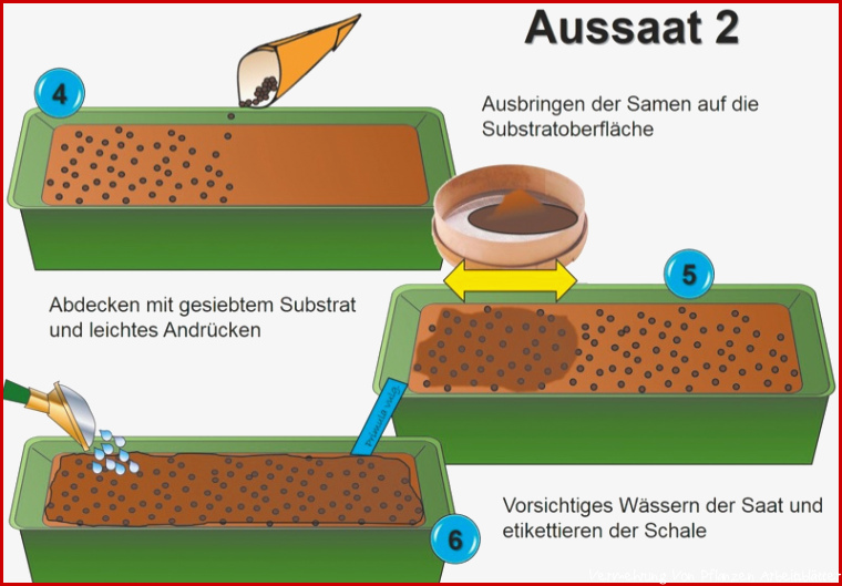 Junge Landschaft Vermehrung Wie geht das