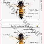 K Perbau Biene Arbeitsblatt Carl Winslow Grundschule