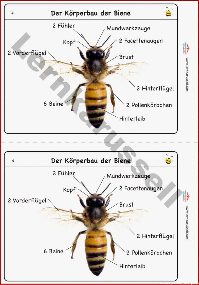 K Perbau Biene Arbeitsblatt Carl Winslow Grundschule