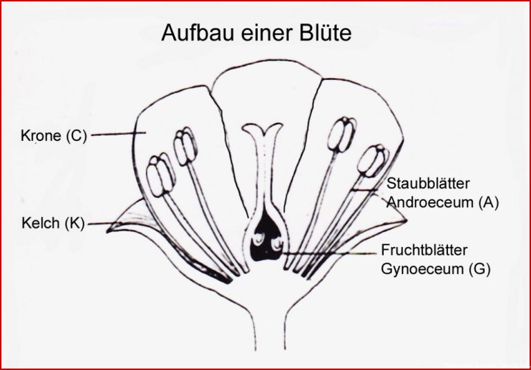 K Perbau Insekten Arbeitsblatt Felipa Allen Grundschule