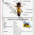 K Perbau Insekten Arbeitsblatt Felipa Allen Grundschule