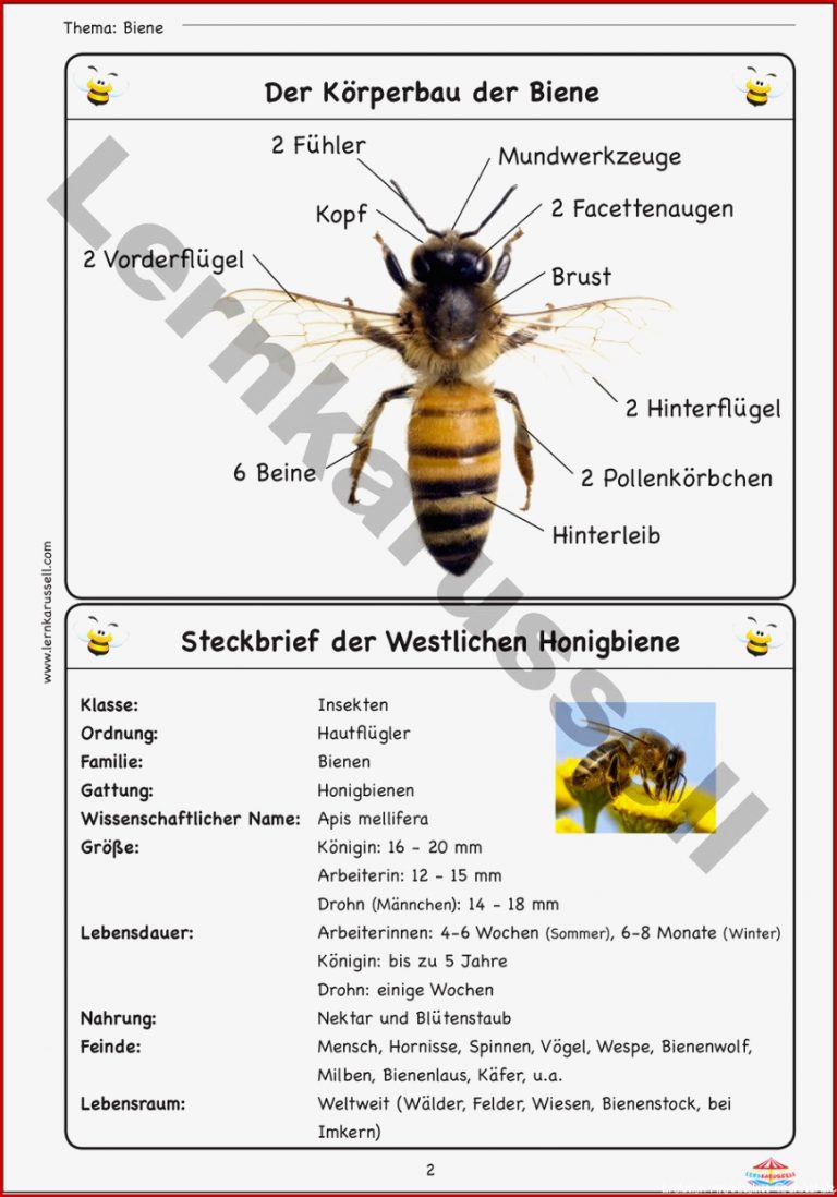 K Perbau Insekten Arbeitsblatt Felipa Allen Grundschule