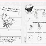 K Perbau Insekten Arbeitsblatt Nereida Miller Schule