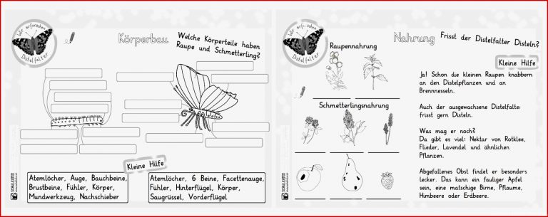 K Perbau Insekten Arbeitsblatt Nereida Miller Schule